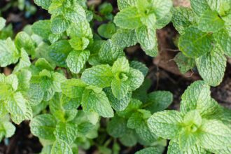 11 variétés de menthe à cultiver dans votre jardin