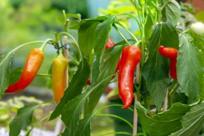 27 Variétés de Piments à Cultiver dans Votre Jardin