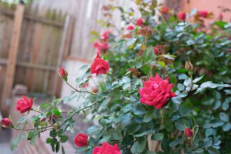 15 Variétés de Roses pour Votre Jardin