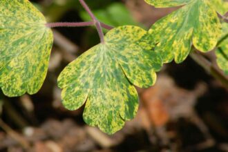 24 Photos de Plantes aux Feuilles Panachées