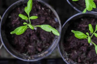 Jardinage de légumes en conteneurs pour les débutants