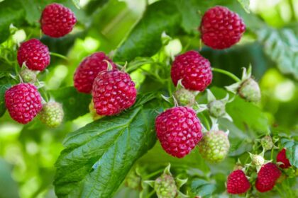 11 Plantes Compagnes Idéales pour les Framboises (et à Éviter)