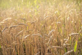 Comment cultiver et entretenir le blé