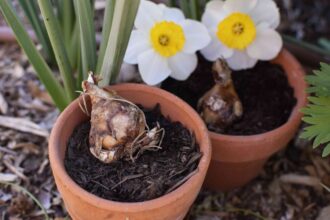 Quand fertiliser les bulbes qui fleurissent au printemps