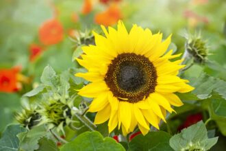 Quand est le bon moment pour planter des tournesols ?