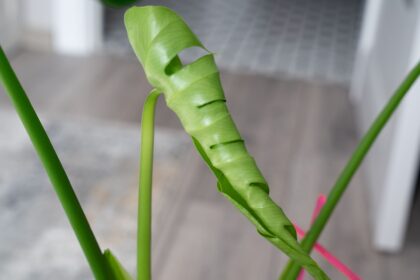 Vos feuilles de plantes ne s’épanouissent pas ? Voici ce que vous devez faire dès maintenant pour sauver votre plante.