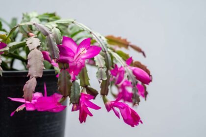 Pourquoi mon cactus de Noël devient-il violet ? 5 causes (et comment y remédier rapidement)