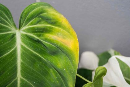 Votre Philodendron devient-il jaune ? Que faire rapidement pour y remédier.