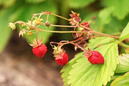 Comment cultiver la fraise sauvage (Fragaria virginiana)