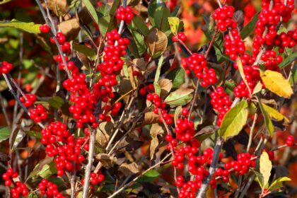 20 Arbustes d’Hiver Colorés à Planter Dès Maintenant pour Épanouir dans le Froid