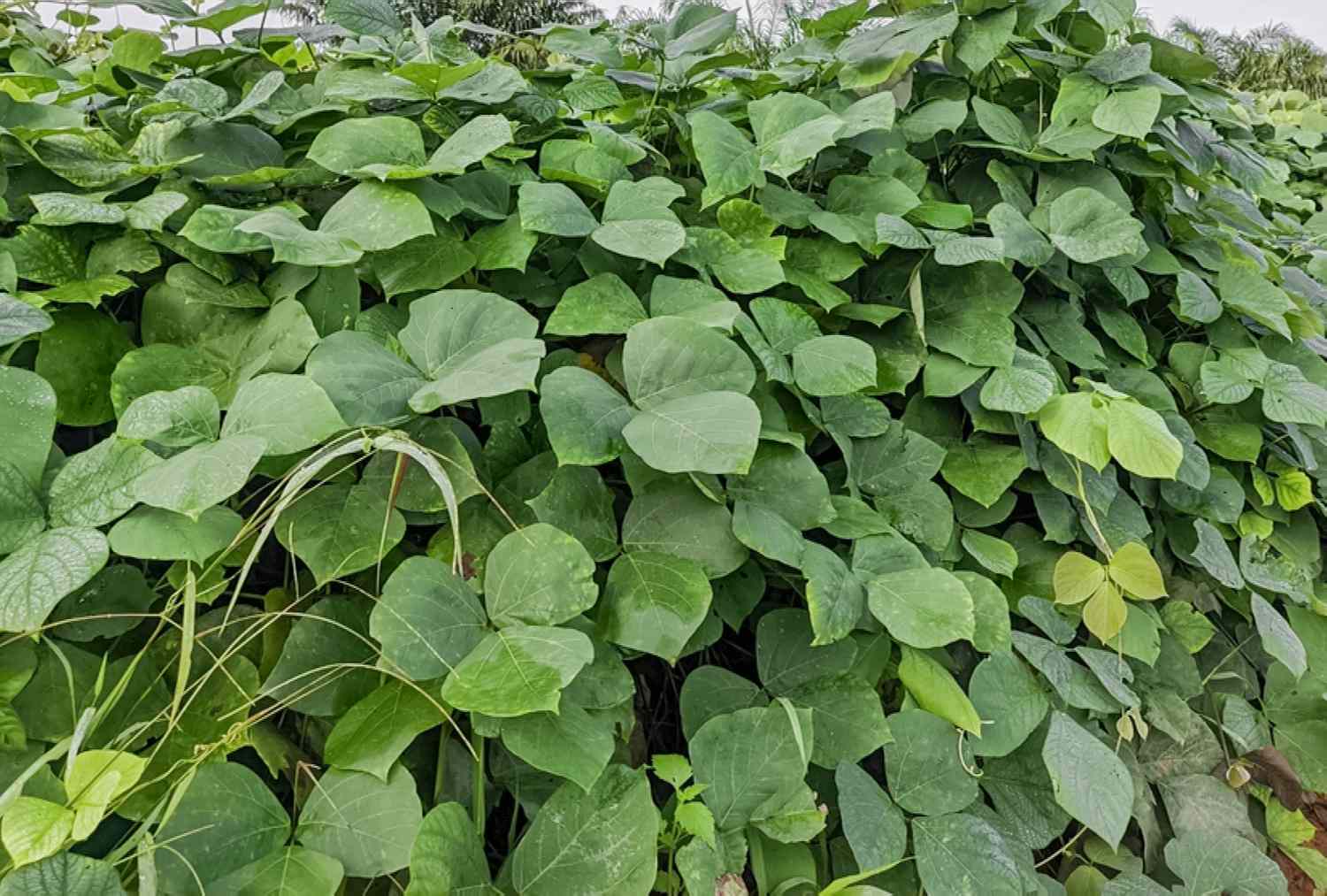 Vue de face d'une vigne de kudzu