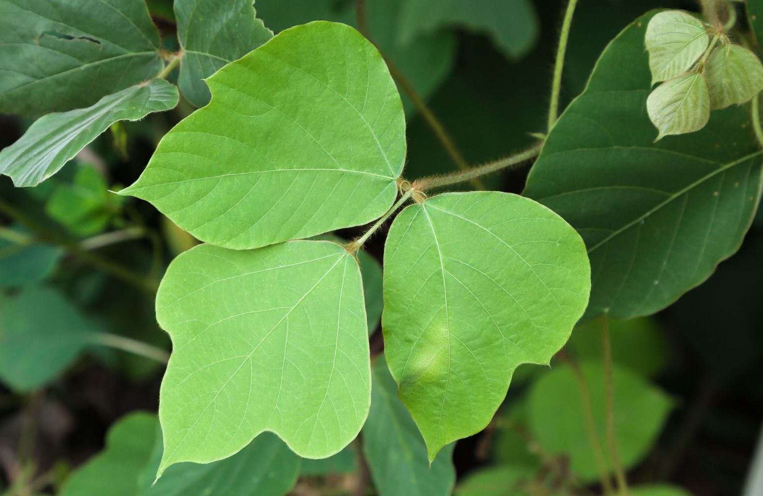 Les feuilles de kudzu ont trois folioles larges et lobées.