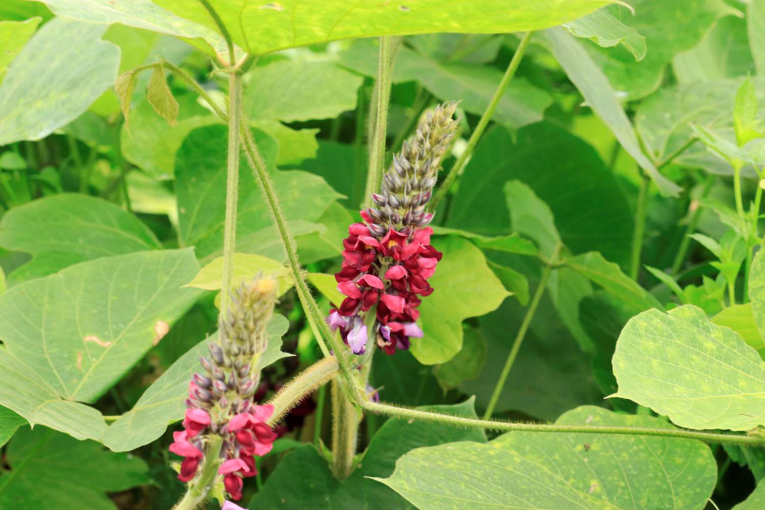 Le kudzu a des fleurs pourpres et rougeâtres en épi à la fin de l'été.