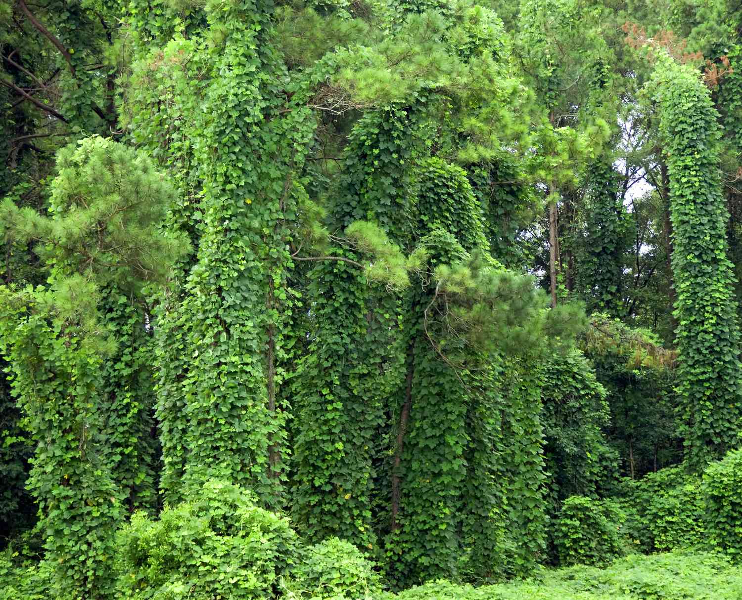 Vigne kudzu envahissante couvrant le sol et les arbres dans le sud de l'Alabama