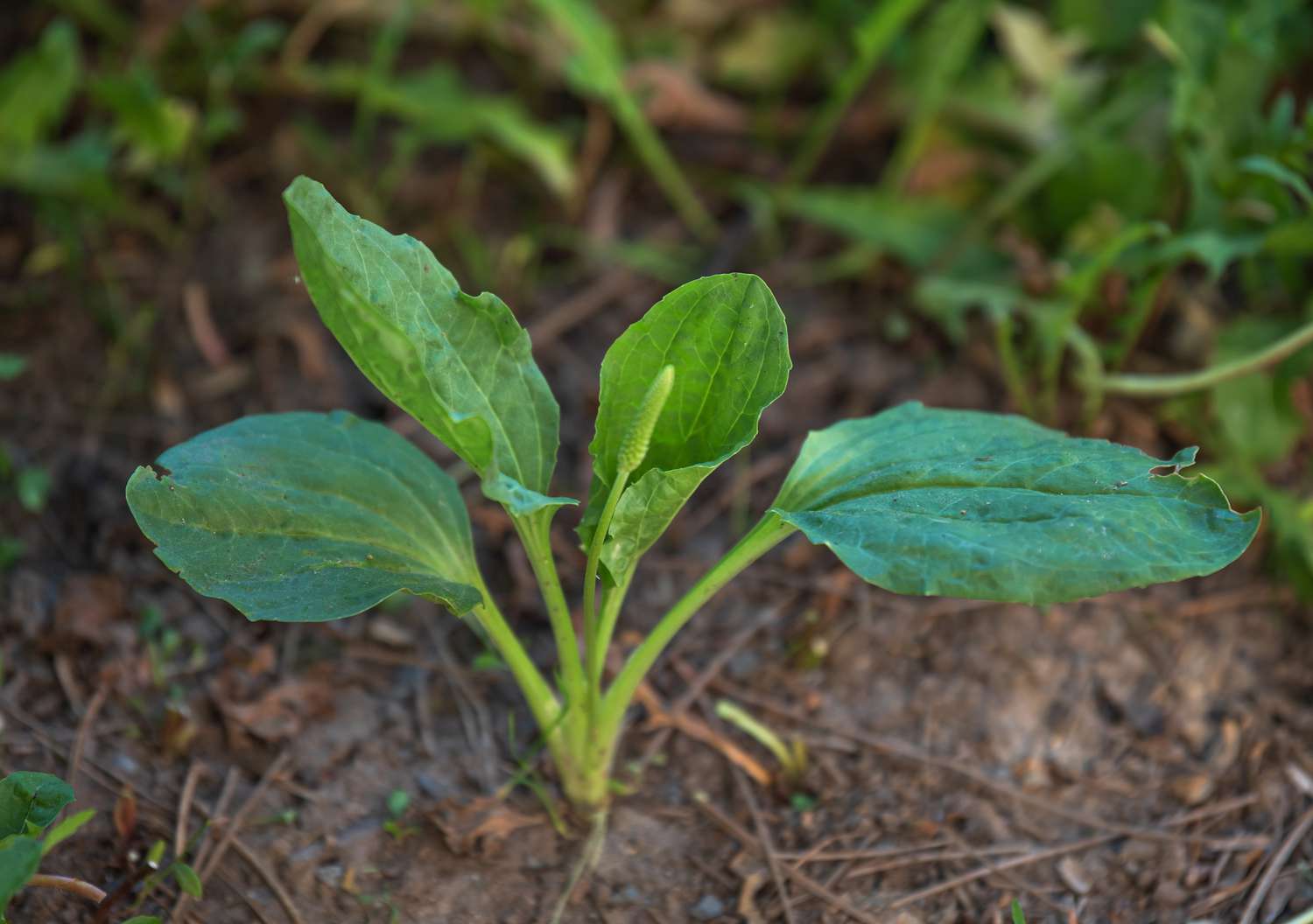 Plante de plantain à larges feuilles poussant dans le sol avec un petit épi de fleurs vertes.