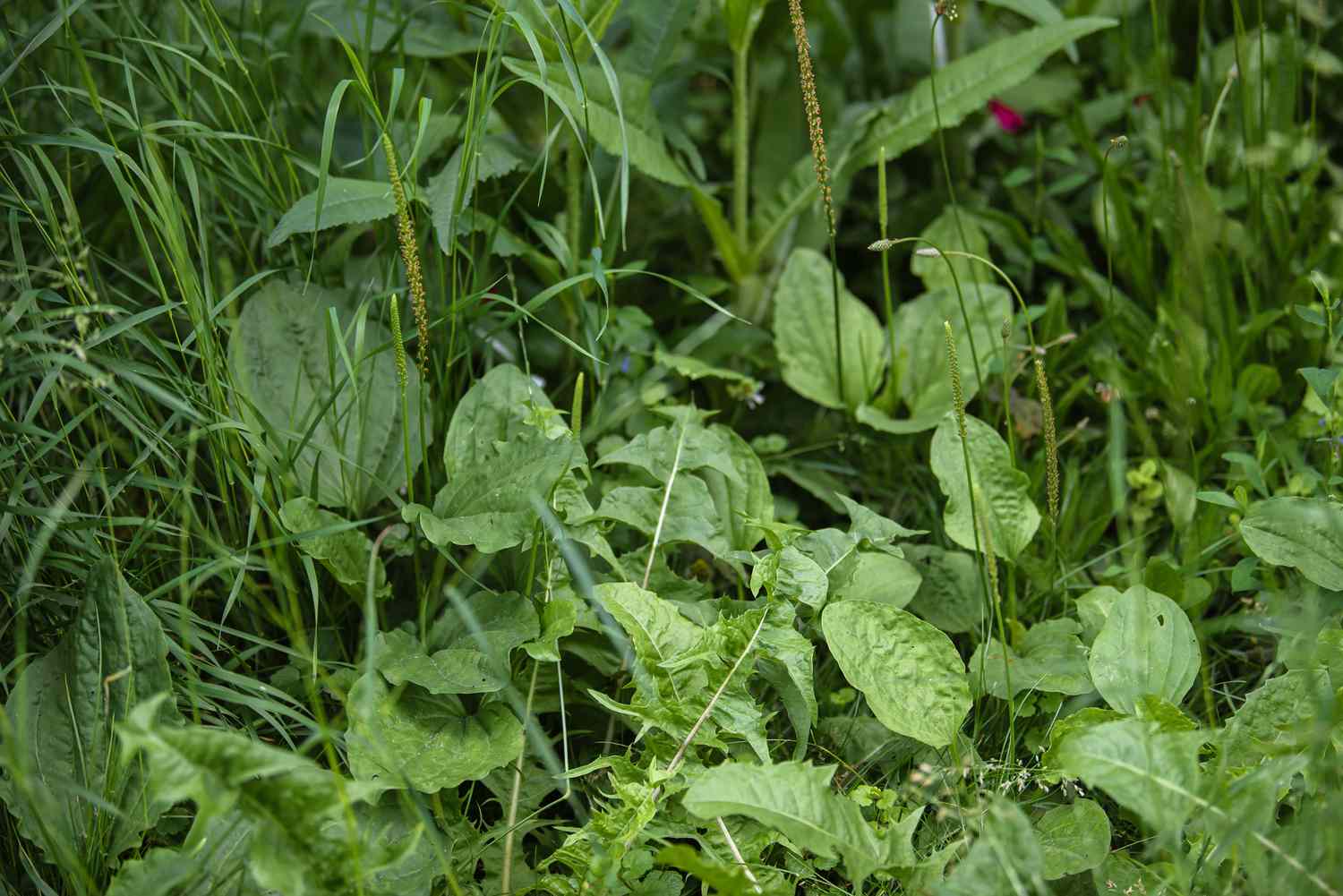 Plante de plantain à larges feuilles, de forme ovale moyenne.