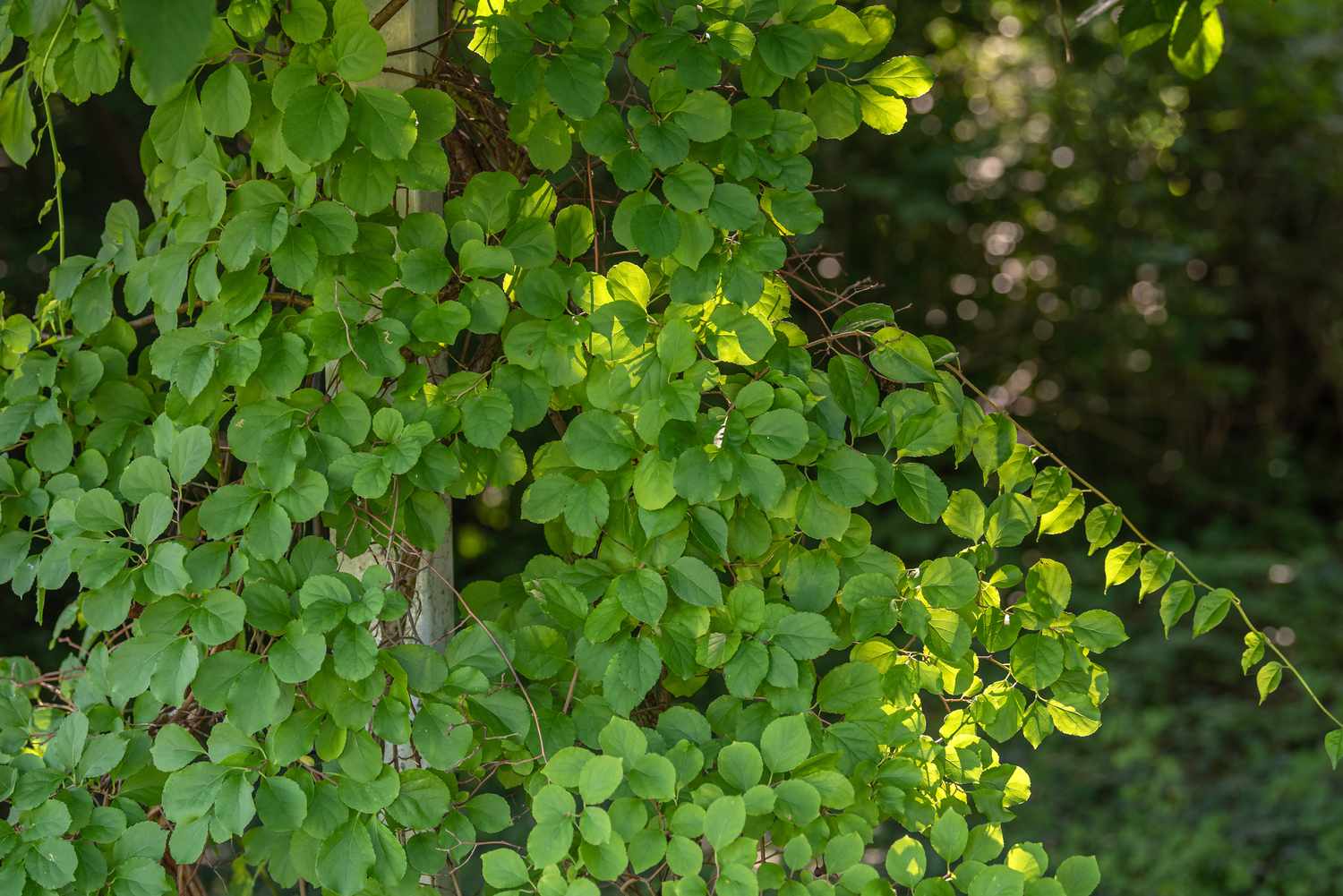 Vigne douce-amère orientale à feuilles rondes grimpant sur le tronc d'un arbre