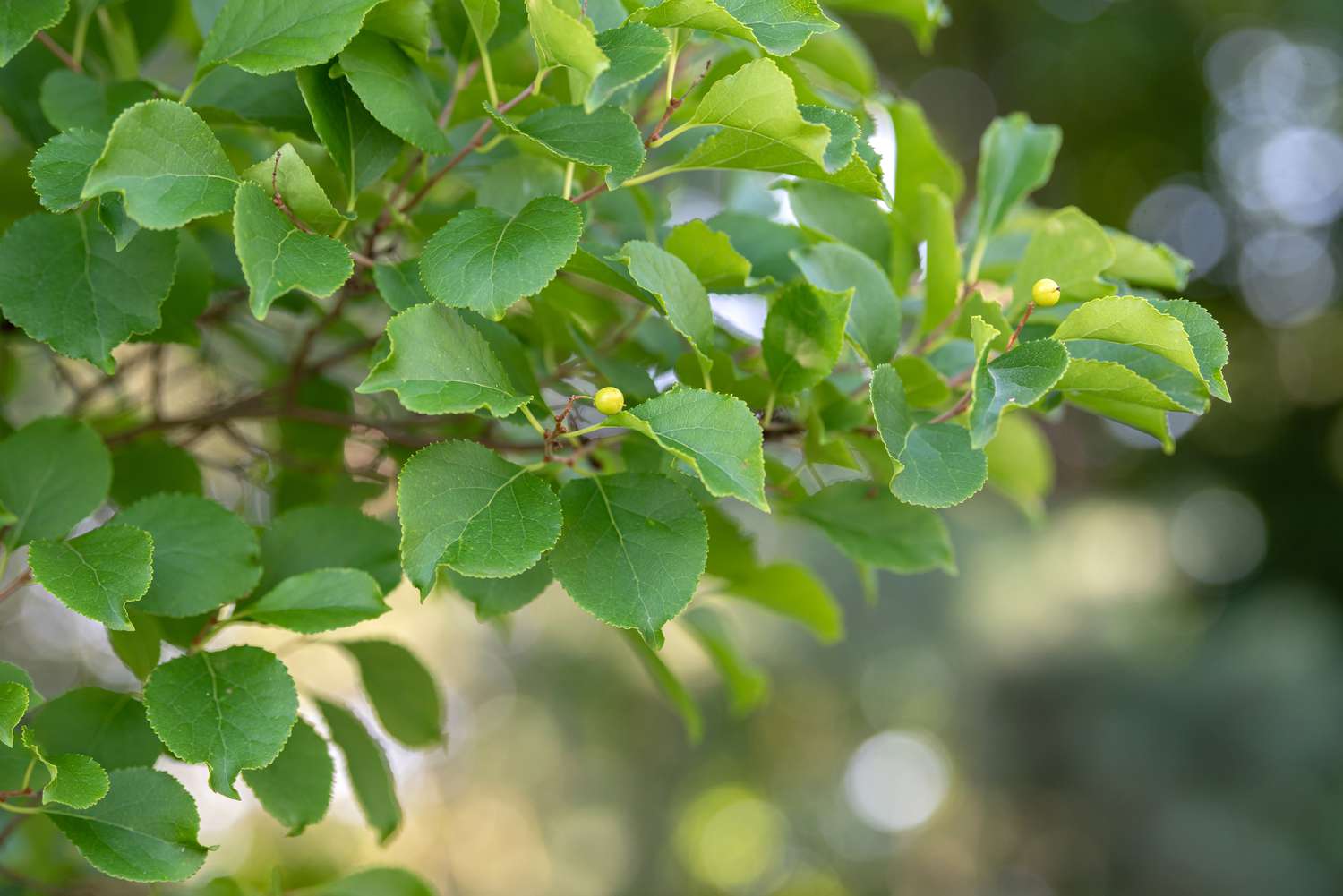 Branches de la vigne douce-amère orientale avec des feuilles vertes claires et de minuscules boutons de fleurs jaunes.