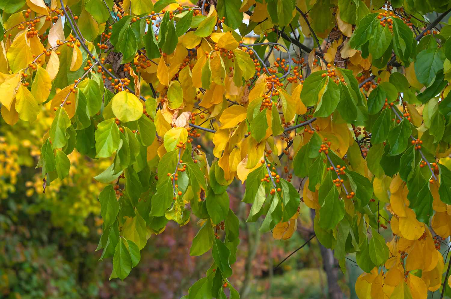 Vigne américaine à feuilles rondes jaunes et vertes avec de petites baies rouges entre les feuilles.