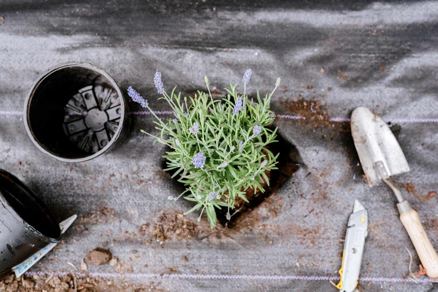 planter dans la zone découpée du tissu paysager