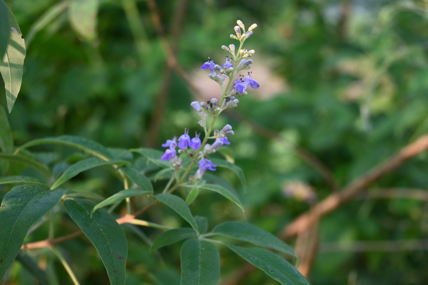 Gros plan sur les petites fleurs bleues du gattilier (Vitex negundo)