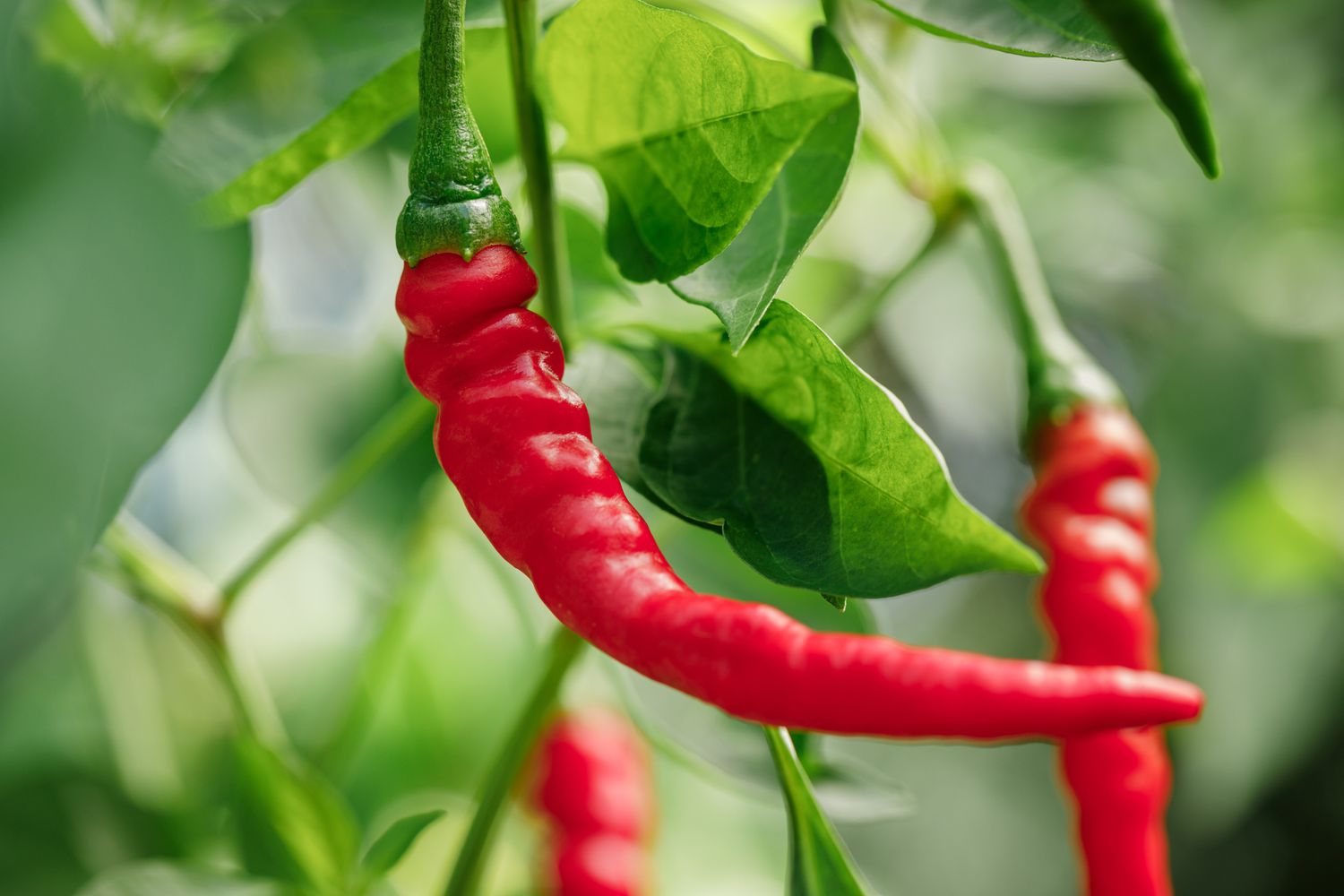 Piments de Cayenne 'Ring of Fire' cultivés biologiquement à la maison et mûris au rouge sur la vigne.