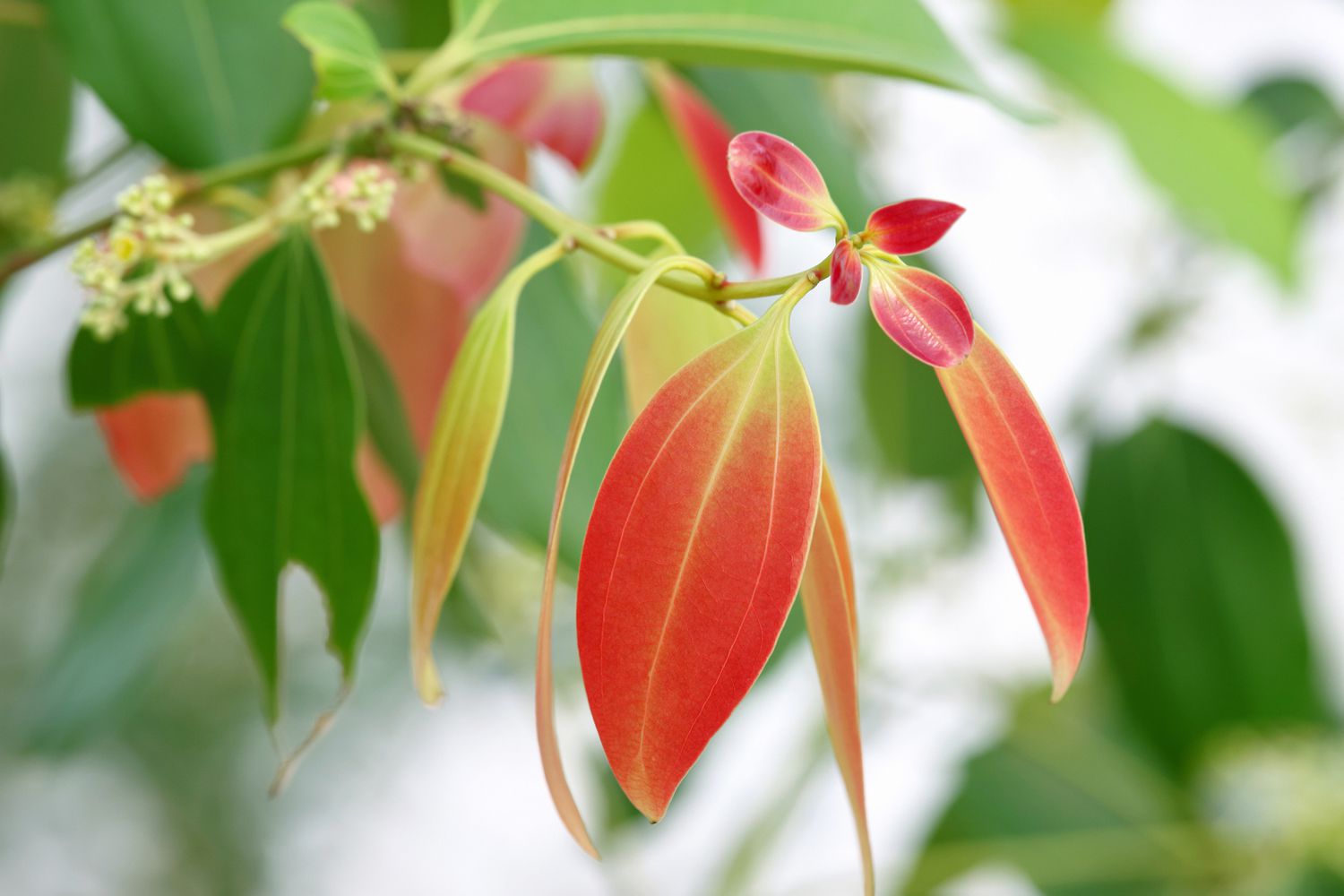 Gros plan sur les feuilles d'un cannelier