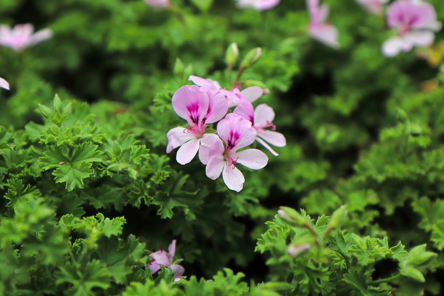 Plante de citronnelle en pleine floraison avec des fleurs roses.