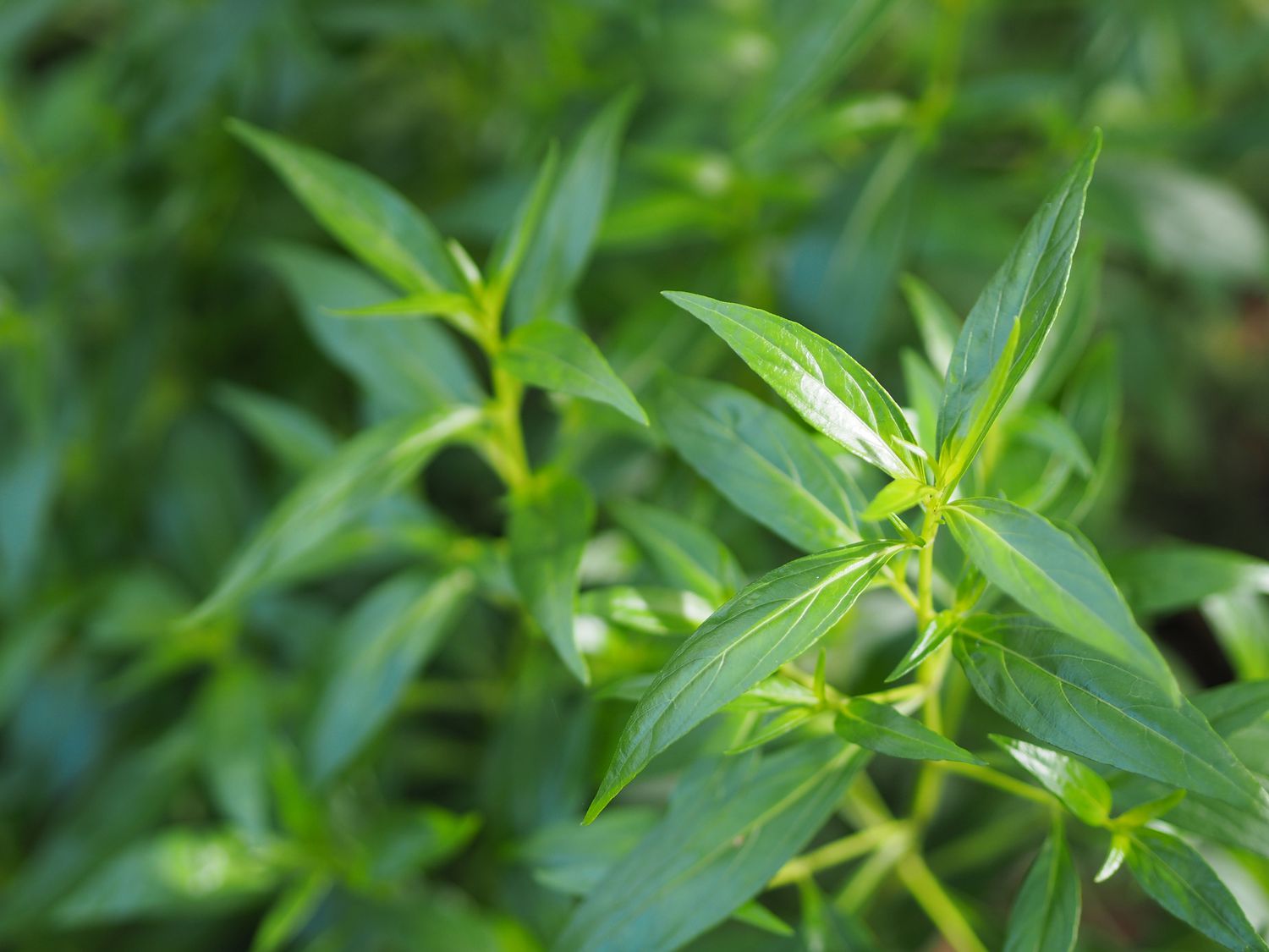 Gros plan sur le feuillage de l'Andrographis paniculate