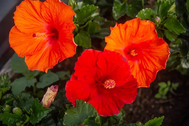 Gros plan sur les fleurs rouge vif de l'hibiscus tropical.