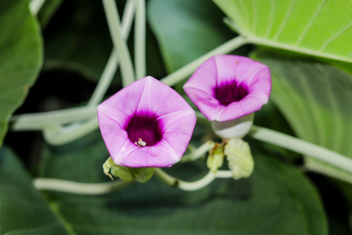 Gros plan sur les fleurs roses tubulaires de l'Argyreia nervosa.