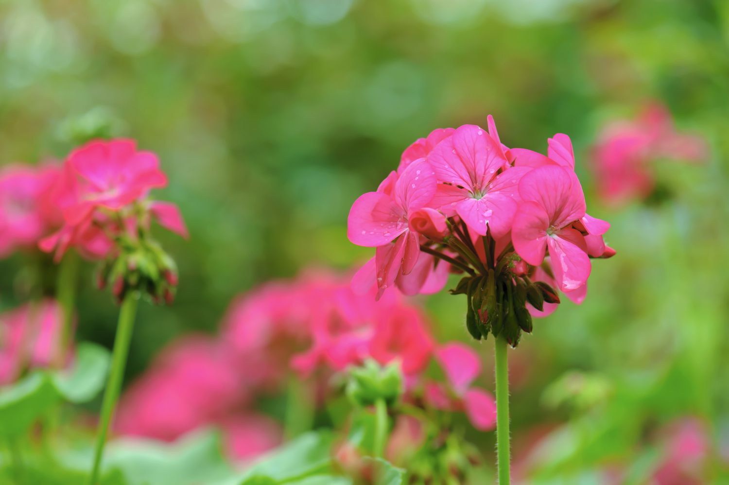 Fleur de géranium rose épanouie et avec des gouttes d'eau sur les pétales