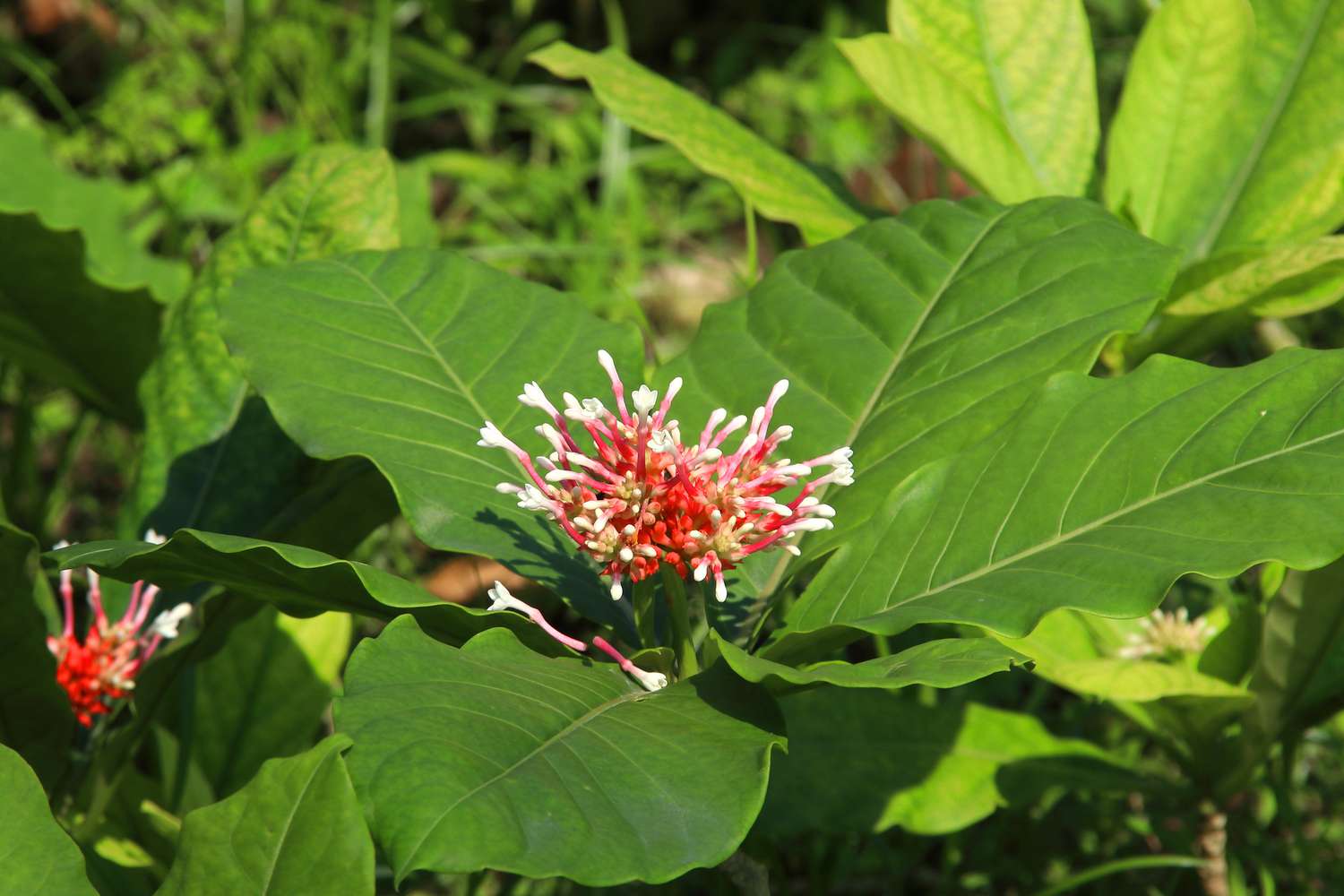 Gros plan sur le feuillage et la fleur rouge de l'arbuste Indian snakeroot.