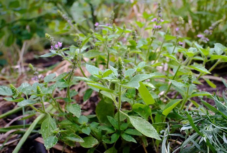 Grappe de plants de basilic sacré en fleurs