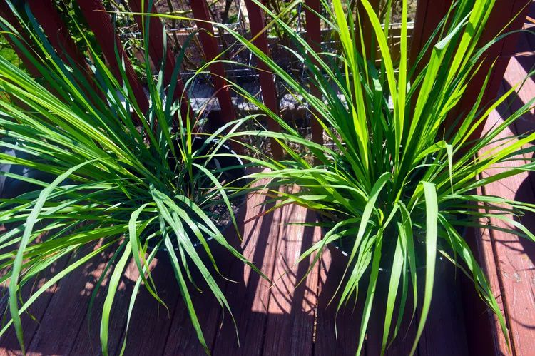 Deux touffes de citronnelle en conteneurs sur la terrasse