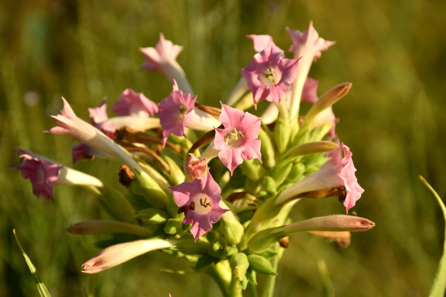 Gros plan sur les fleurs roses du plant de tabac (Nicotiana tabacum)