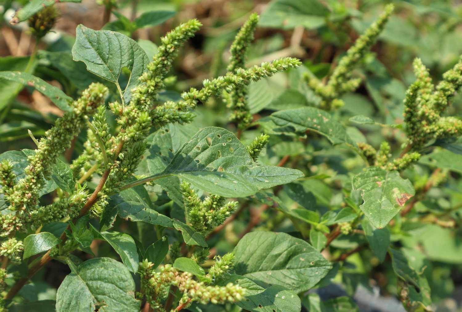 Gros plan d'un amarante épineuse en fleur (amaranthus spinosus)