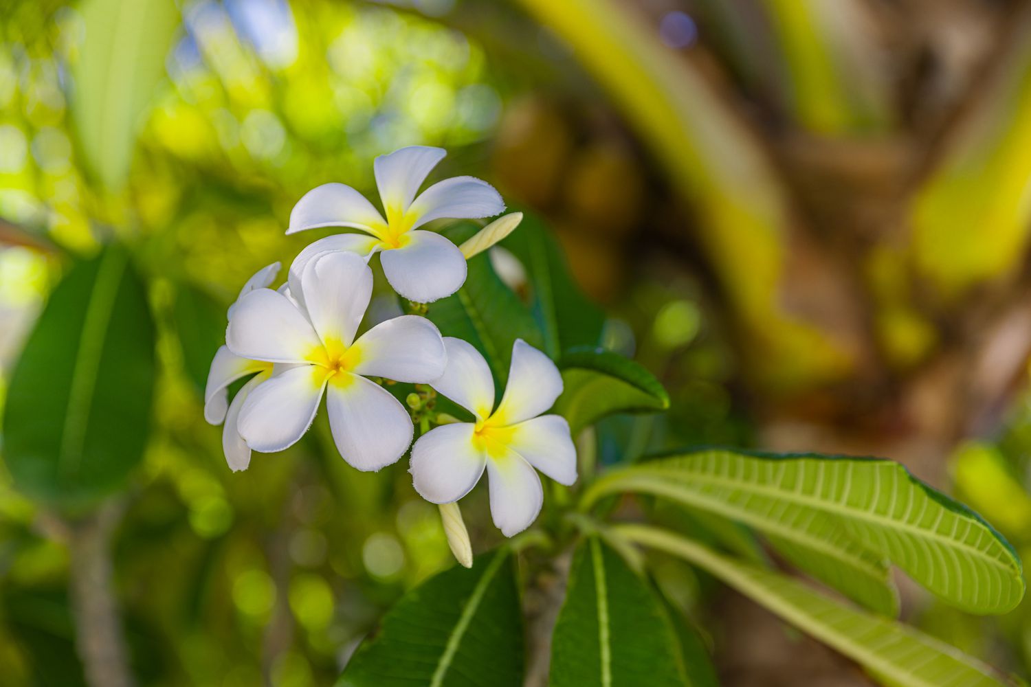 Fleurs blanches de la Plumeria alba (arbre à piquants de nez)