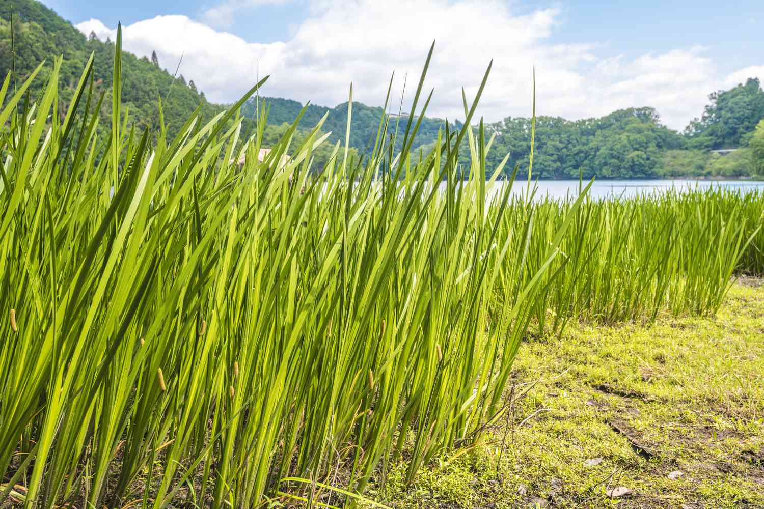 Grappe de plants de sweet flag au bord de l'eau