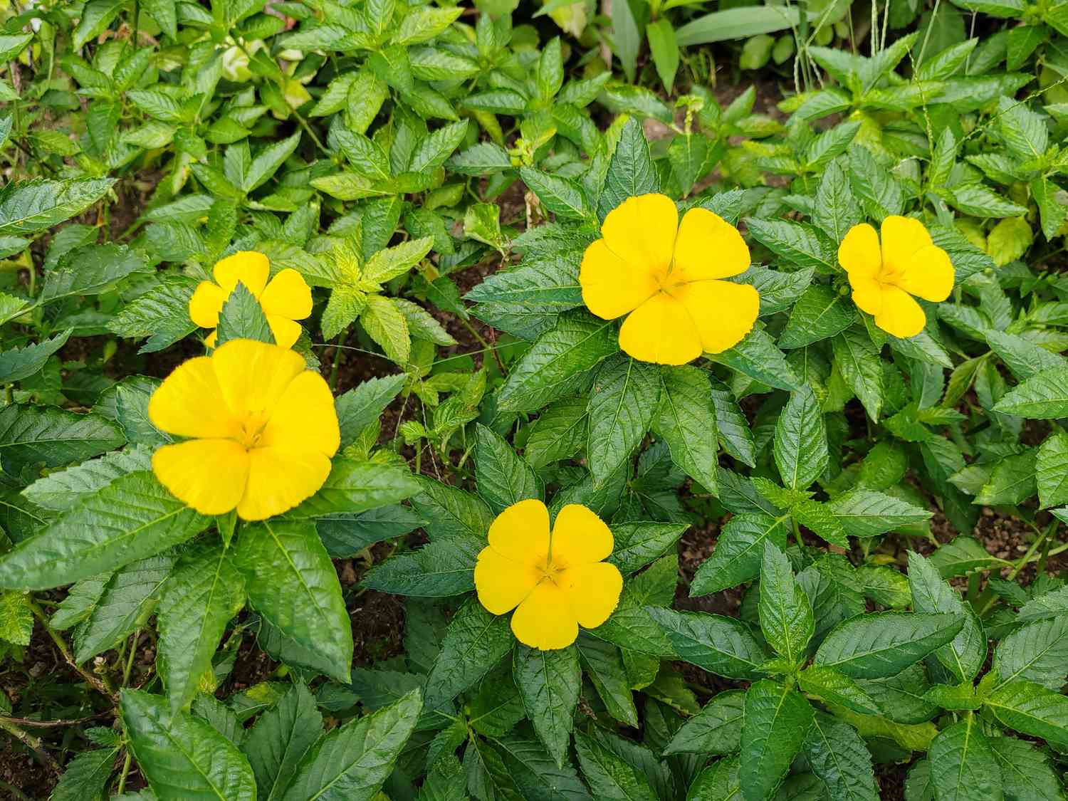 Grappe d'aulne jaune (turnera ulmifolia) en fleurs