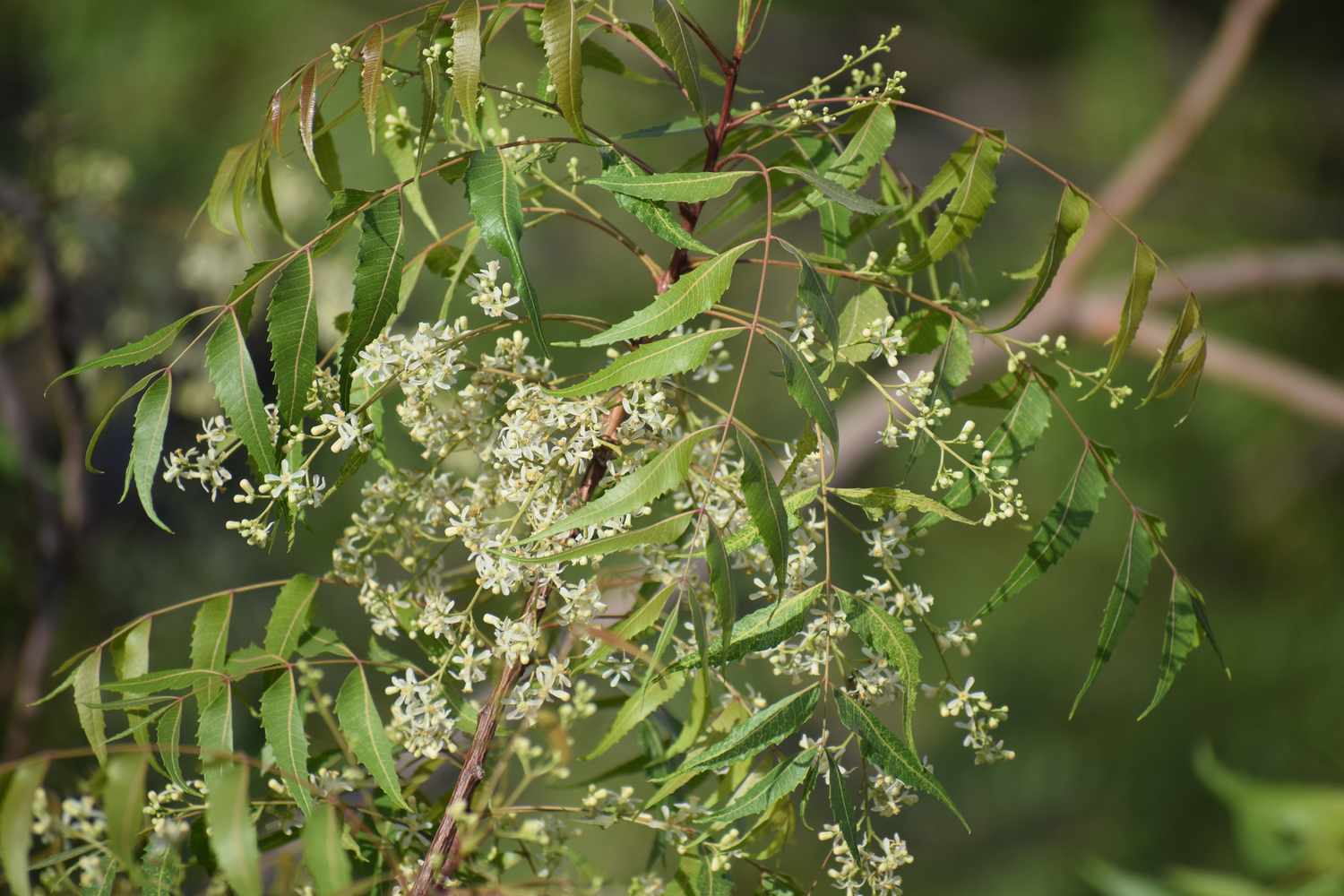 Gros plan sur les petites fleurs d'un margousier en fleurs