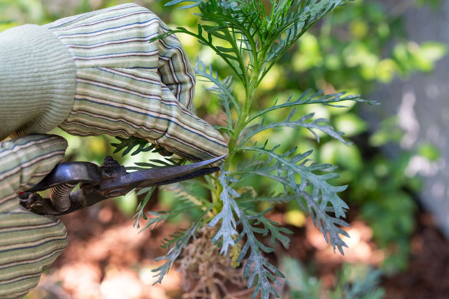 enlever une partie de la plante affectée