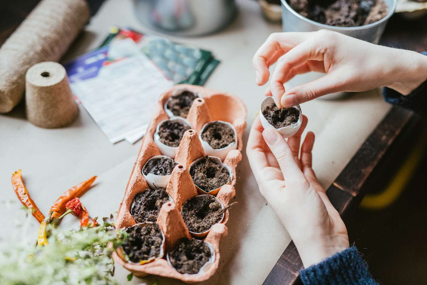 plantes cultivées dans des coquilles d'oeufs