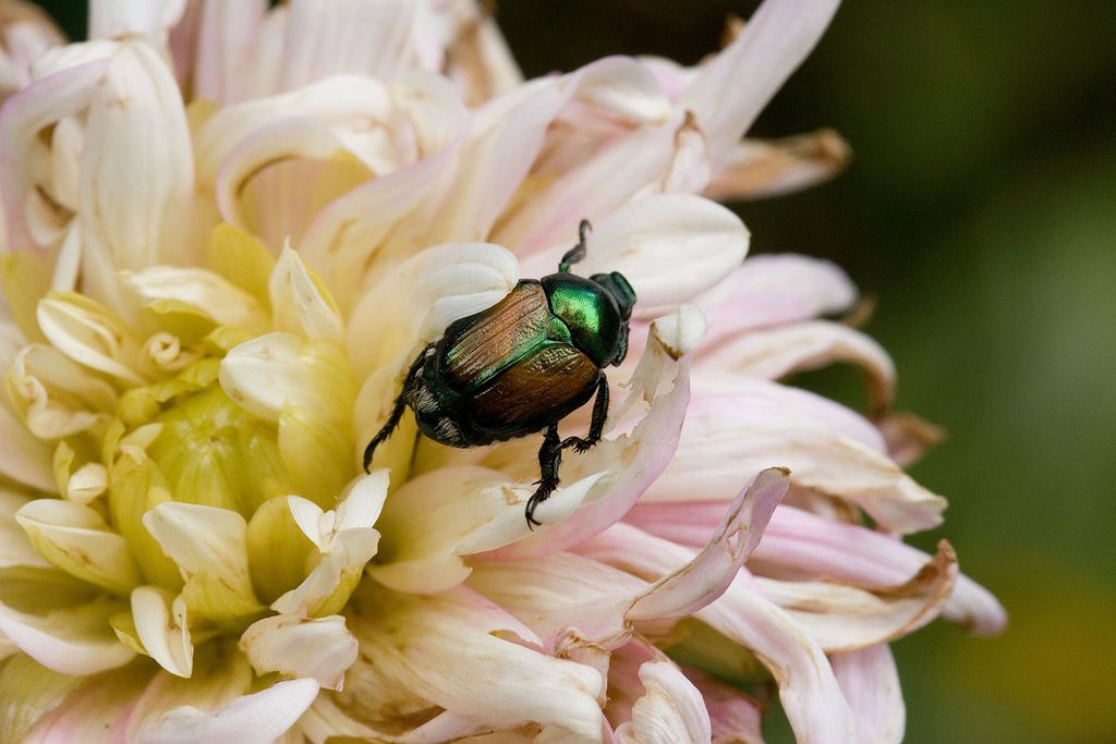 Coléoptères verts et brillants dans le jardin - Les coléoptères japonais sont d'énormes ravageurs.