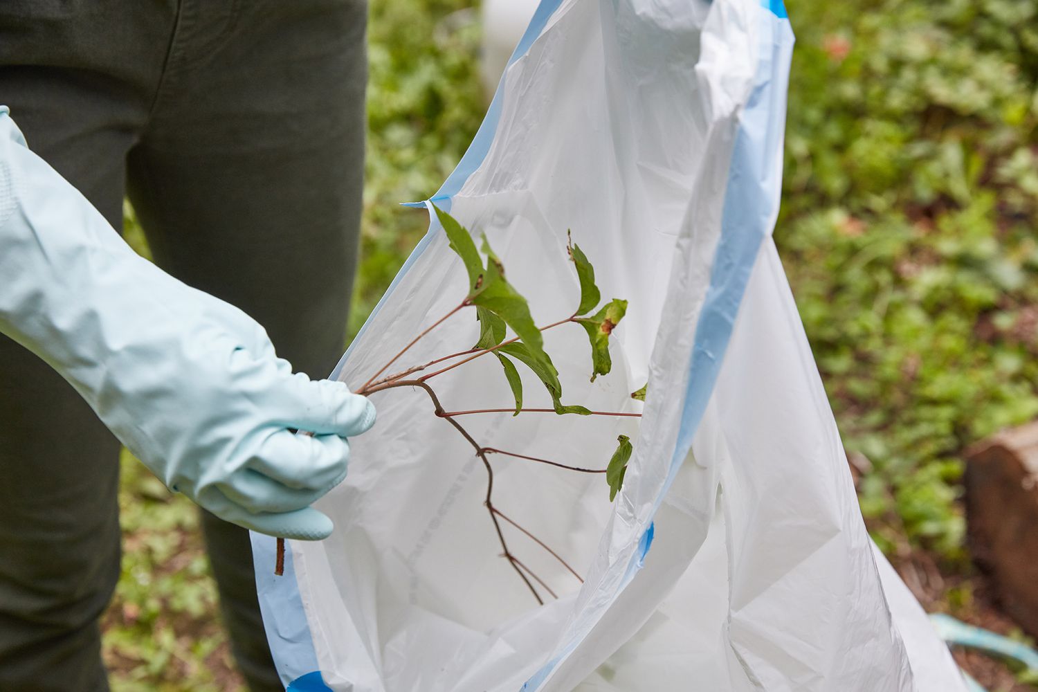 Plantes de sumac vénéneux jetées dans un sac en plastique blanc épais avec des gants en caoutchouc