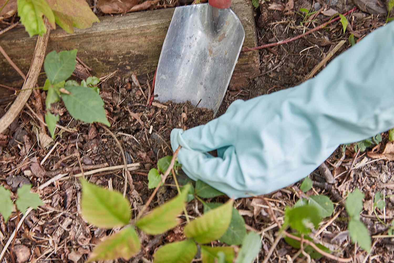 Pelle à main déterrant les racines des plantes de sumac vénéneux