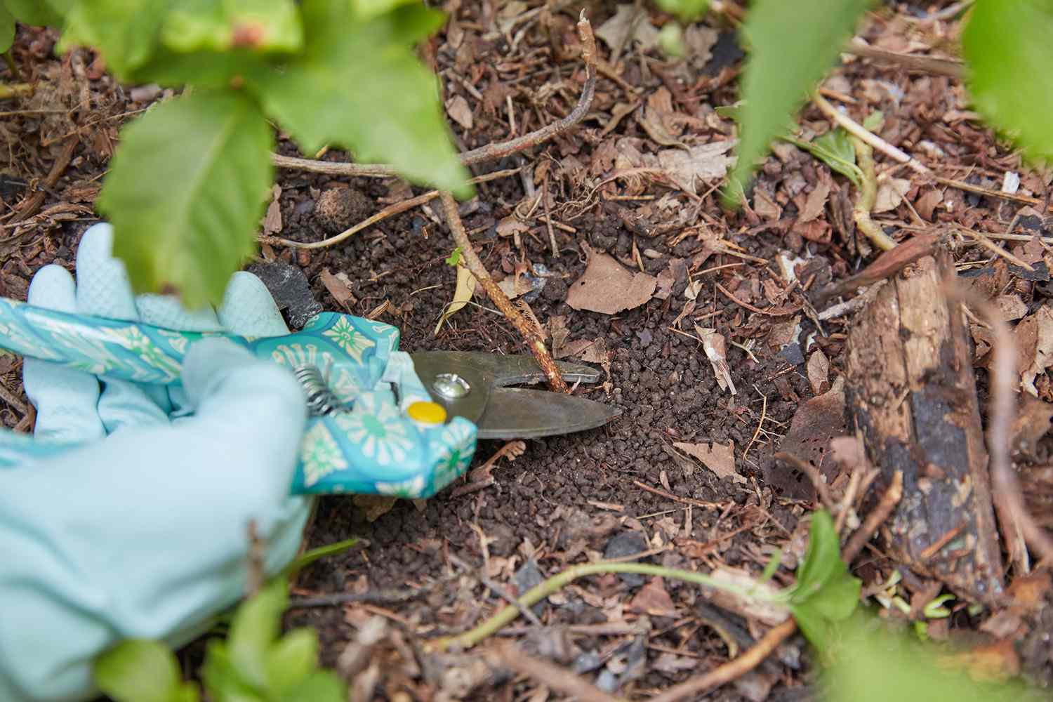 Tige de lierre vénéneux coupée au niveau du sol à l'aide d'un sécateur manuel et de gants en caoutchouc.