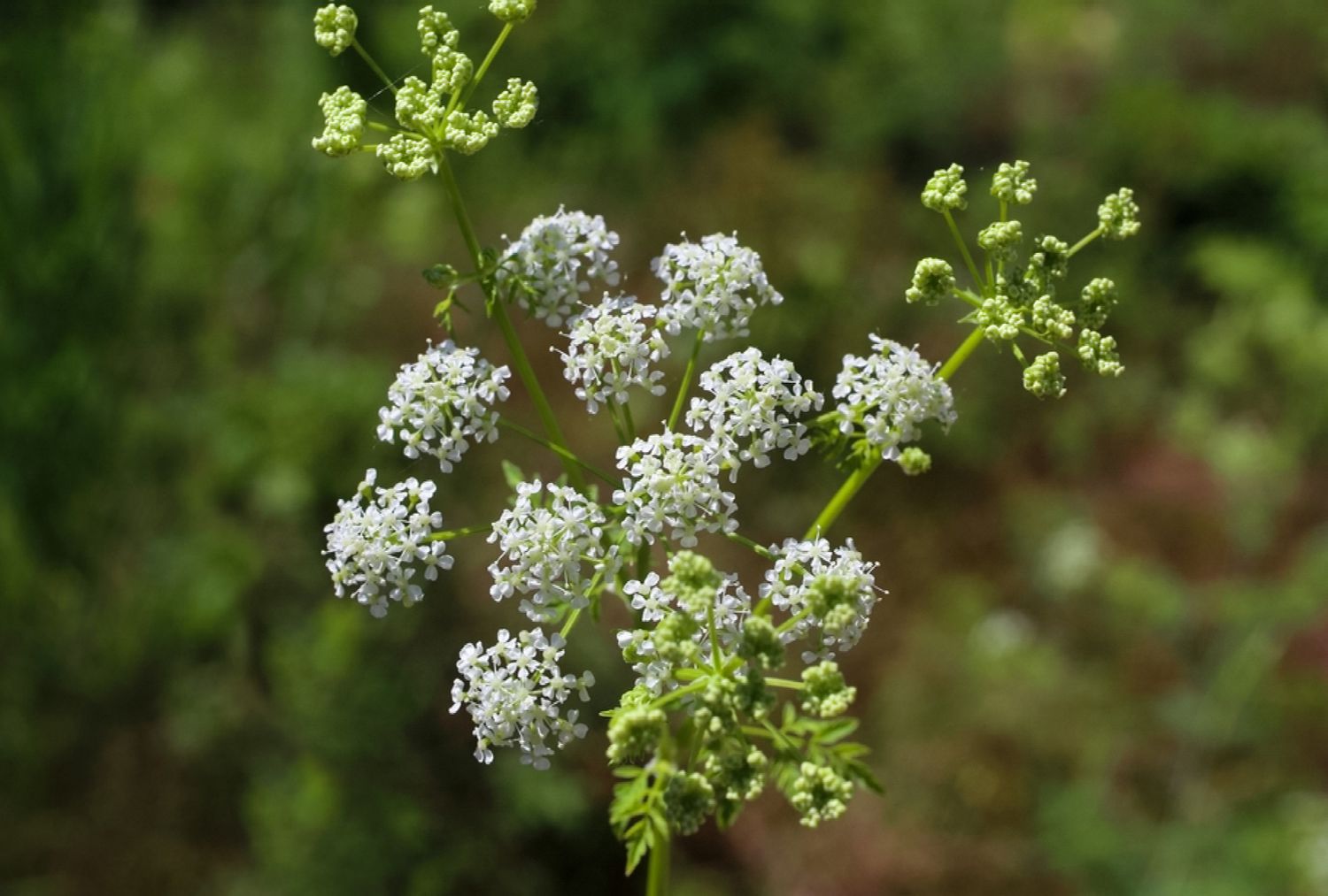 Gros plan d'une fleur de ciguë