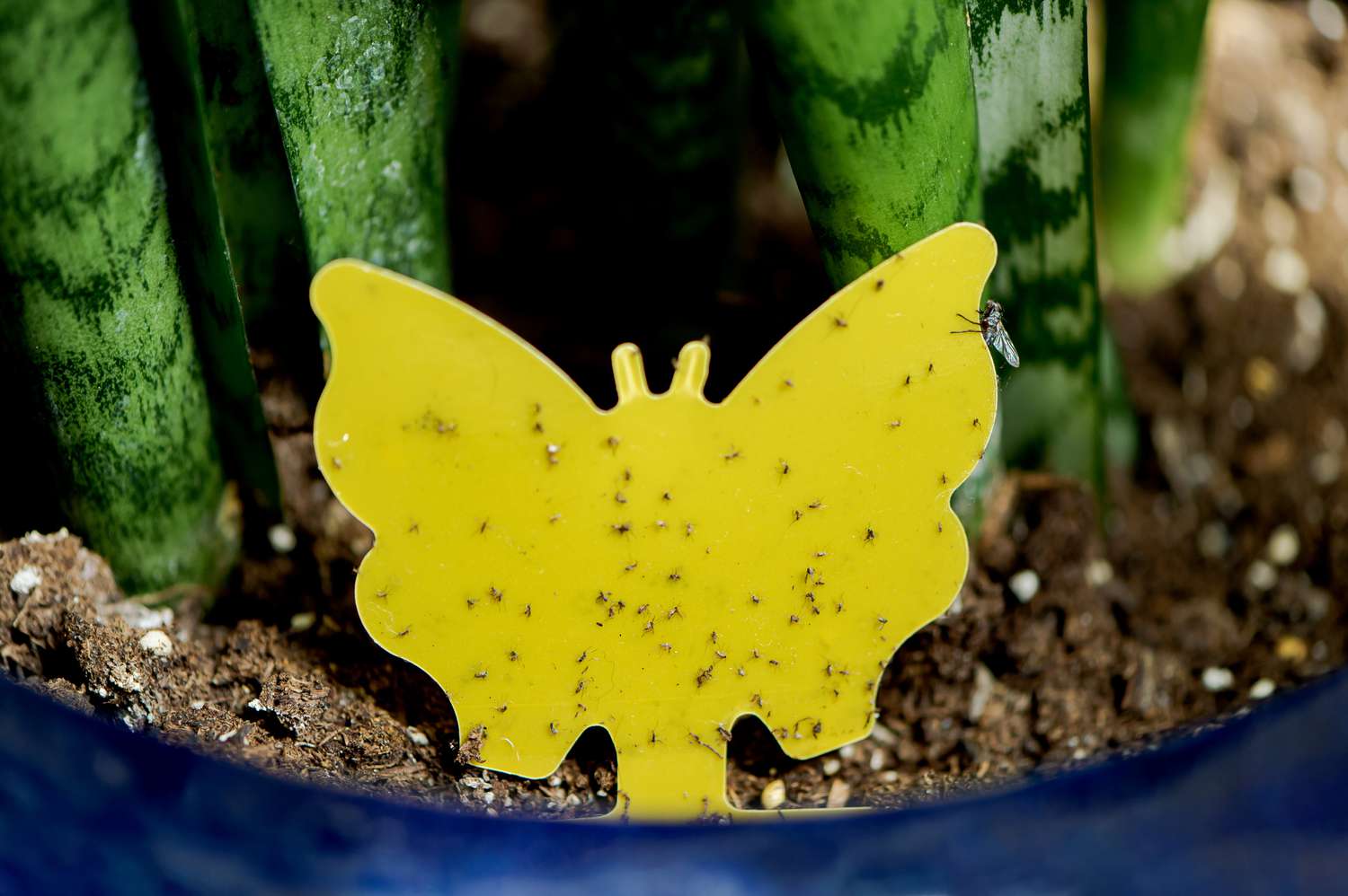 Piège jaune collant couvert de moucherons dans la terre de plantes serpents en pot. 