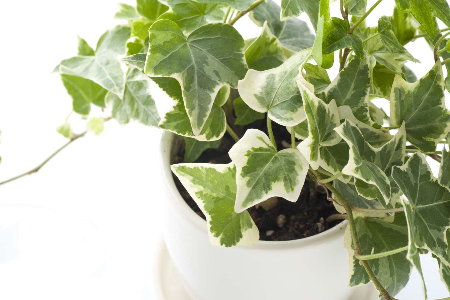 plante de lierre anglais vert et blanc dans un pot blanc sur fond blanc